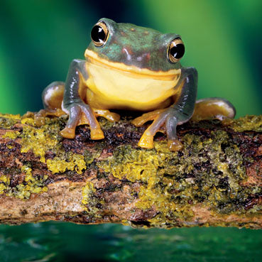 WAH182 - Green Tree Frog