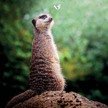 WAH186 - Meerkat and Butterfly Greeting Card