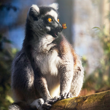 WAH187 - Ring-tailed Lemur Greeting Card