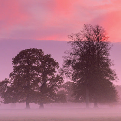 WT147 - Misty Trees Greeting Card