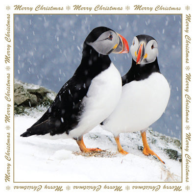 XMS115 - Atlantic Puffins Christmas Card
